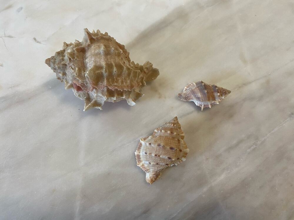 pink murex and two Bufonaria shells